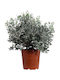 Oem Metrosideros or Metrosideros Metrosideros Excelsa Plant 15 Lt 100/125