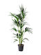 Oem Kentia Howea Forsteriana 3 Лт 100/125