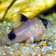 Corydoras Panda Panda Cory 2.5 Cm