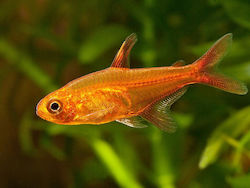 Hyphessobrycon Amandae Ember Tetra