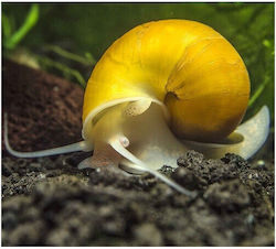 Goldene Apfelschnecken Goldene Apfelschnecken