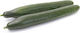 Rijk Zwaan Seeds Cucumber Green 500pcs