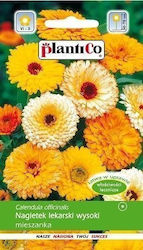 Polan Platinet Samen Ringelblume Hochwertige Medizin Calendula Officinalis Samen 3 G Polan Platinet Samen Ringelblume Hochwertige Medizin Calendula Officinalis Samen 3 G