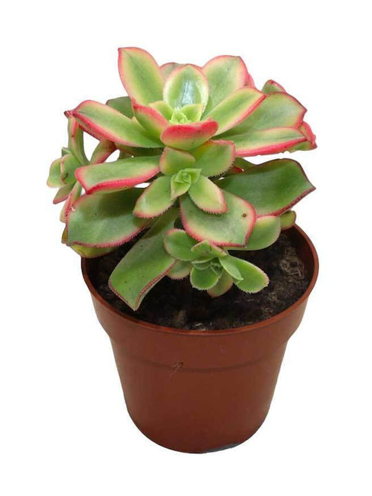 Aeonium ‘kiwi’ 8.5cm