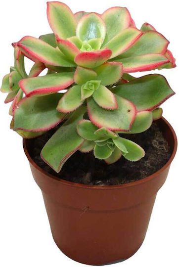 Aeonium ‘kiwi’ 8.5cm