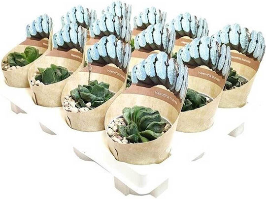 Haworthia Truncata 6,5 cm