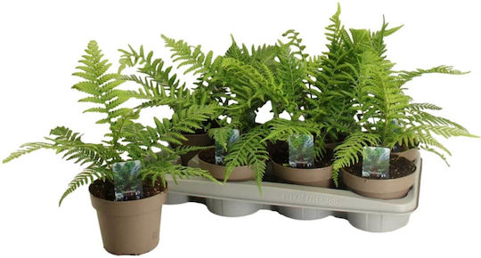 Dicksonia Antarctica 14cm