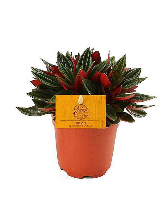 Peperomia 'rosso' 12cm