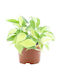Philodendron 'rio' 12cm