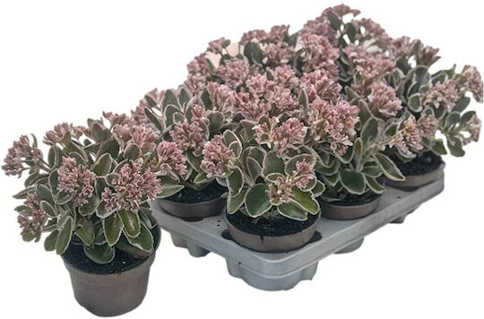 Sedum 'la Vie En Rose' 13cm
