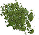 Lemon Kerzenmasse 10gr