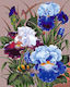 Titanum Set de Colorat 50x40cm
