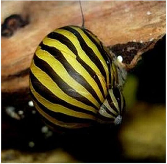 Zebra Nerite Schnecke Neritina Natalensis 1.5cm