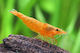 Neocaridina Davidi Portocaliu M