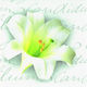 Party-Servietten Blumen Weiße Lilium 33x33cm