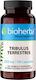 Bioherba Tribulus Terrestris 250мг 100 капси
