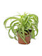 Spider Plant Chlorophytum Comosum Bonnie