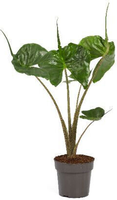 Alocasia Macrorrhiza Stingray