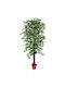 Copac Benjamin Verde Ghiveci Înălțime 180cm 2/buc 04-10012-1(15126-2 GREEN) 15126-2 Verde