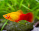 Platy Neon Marigold