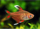 Hyphessobrycon Bentosi Ornatus M