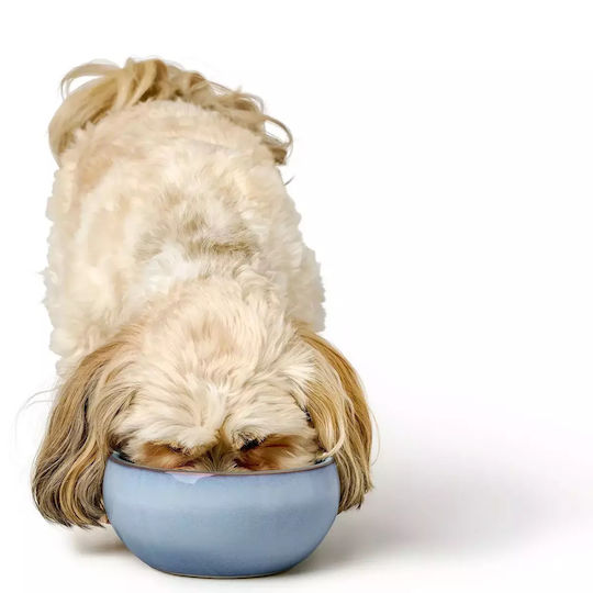Hunter Ceramic Bowl Food & Water for Dog & Cat with Base 550ml