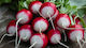 Evotris Seeds Radish Two-tone Red 7gr