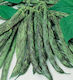 Evotris Samen Bohne Grüne Hornhecht 20gr