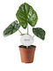 Αλοκάσια Alocasia Lukiwan