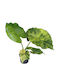Αλοκάσια Alocasia Macrorrhiza Aurea Variegata