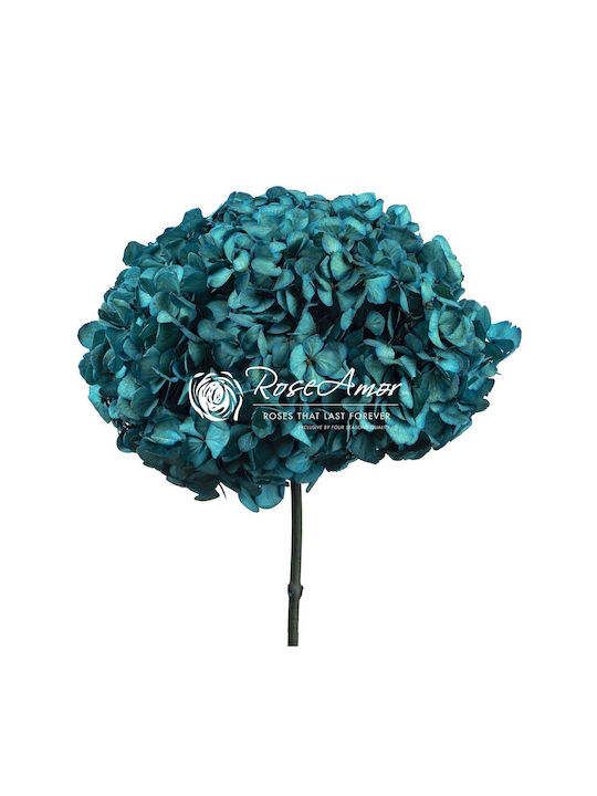 Изсушена Хортензия Rose Amor Hydrangea XL Blu06