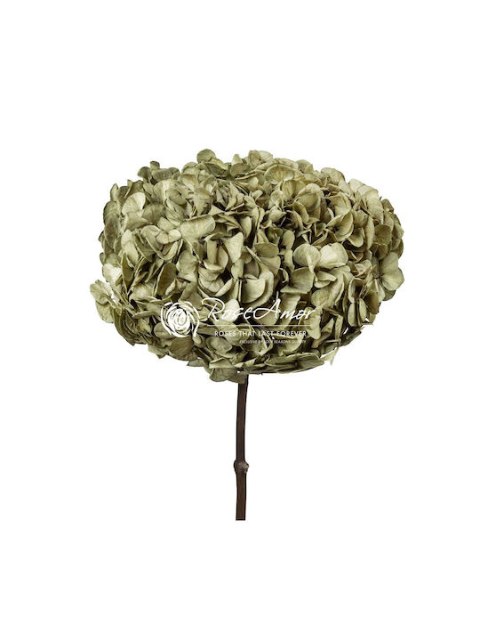 Αποχυμωμένη Ορτανσία Rose Hydrangea Xl Pin01