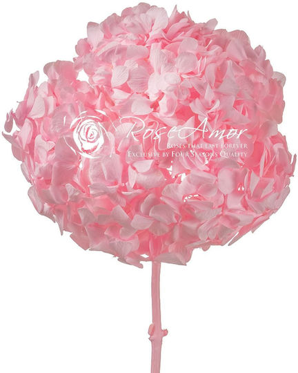 Dried Hydrangea Rose Amor Hydrangea XL Pin99