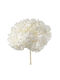 Αποχυμωμένη Ορτανσία Rose Amor Hydrangea Xl Whi01