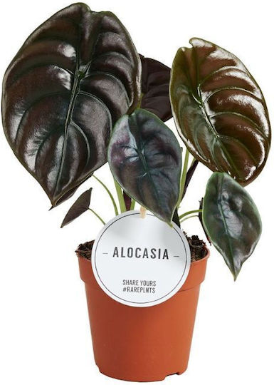 Alocasia Cuprea Rote Geheimnis
