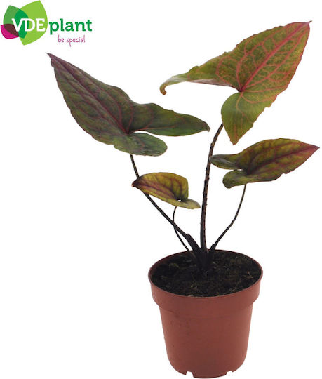 Alocasia Cyrtosperma Black Jack Johnstonii