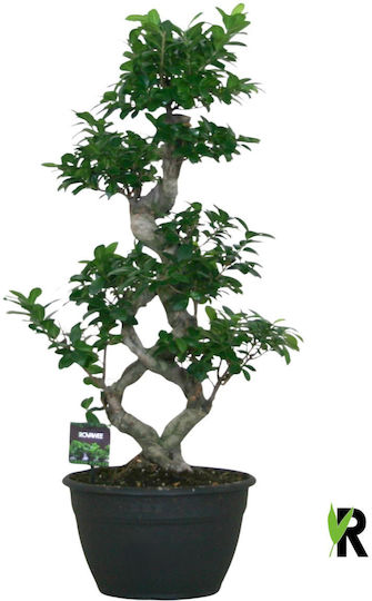 Bonsai Ficus Microcarpa Ginseng 8-Teilig XL