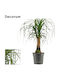 Beaucarnea Nolina Beaucarnea Recurvata
