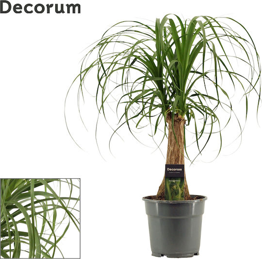 Beaucarnea Nolina Recurvata