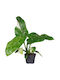 Филодендрон Philodendron Jose Buono