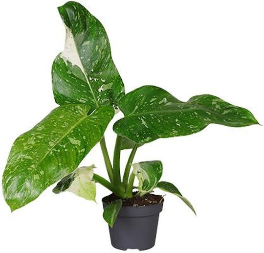 Φιλόδεντρο Philodendron Jose Buono