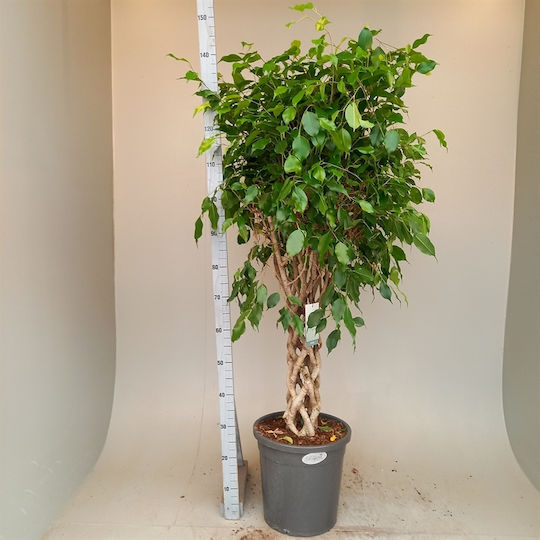 Фикус Ficus Benjamina Специална Форма Exotica Туба Xxxl