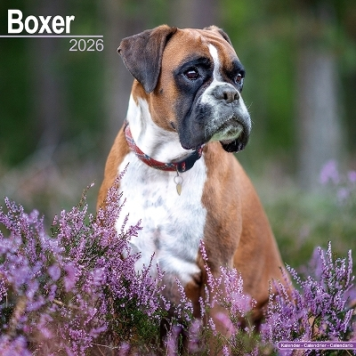 Boxer Euro Calendar 2026 Square Dog Breed Wall Calendar 16 Month
