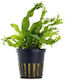 Aquaflora Microsorum Pteropus Windelov Pot