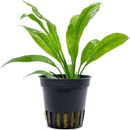 Aquaflora Echinodorus Grisebachii Amazonicus Pot