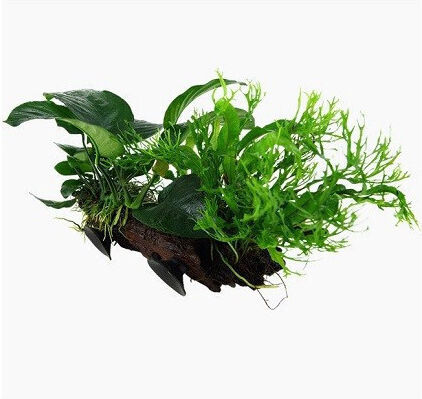 Microsorum Sp Върху Дърво Вендуза Xl
