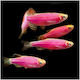 Danio Neon Pink 3cm