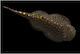 Borneo Sucker Pseudogastromyzon Myers 3cm