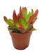 Crassula 'campfire' 8,5 cm