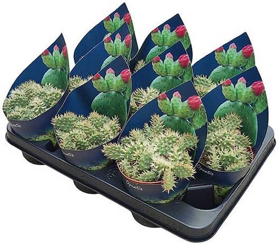 Opuntia Hintonii 10,5 cm